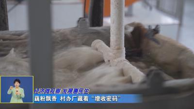经济微观察 发展惠民生｜ 藕粉飘香 村办厂里的“增收密码”