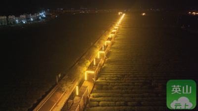 英山一茶园“亮”起来了