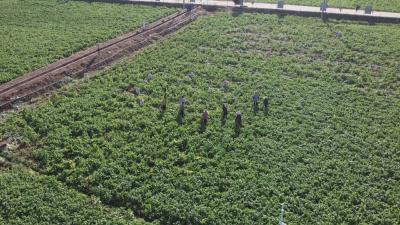 地标赋能  产业振兴  看“黄州萝卜”的品牌崛起之路