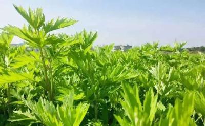 黄冈市32种中药材入选全省道地药材首批目录