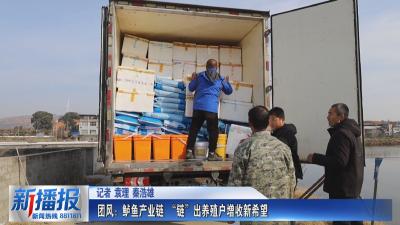 经济微观察｜团风：鲈鱼产业链 “链”出养殖户增收新希望