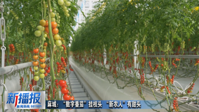 新春走基层｜ 麻城：“数字番茄”挂枝头  “新农人”有甜头