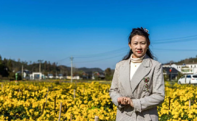 湖北日报丨从北京EMBA到麻城菊花田  她让千年古菊身价“三级跳”