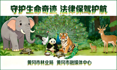  黄冈市野生保护动物宣传系列海报（一）