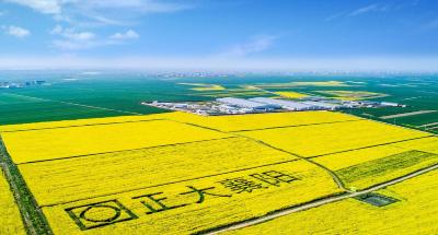 一粒种子的创新突围：襄阳农高区炼出湖北农业“增收利器”