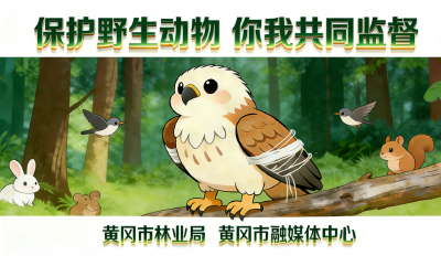 黄冈市野生保护动物宣传系列海报（三）