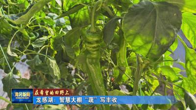 在希望的田野上 I 龙感湖：智慧大棚“蔬”写丰收