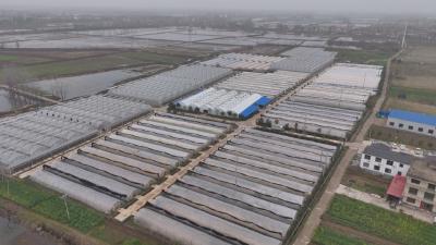 在希望的田野上｜黄梅：科技育苗“加速度” 春耕备耕劲头足