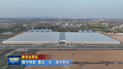 新春走基层 I 数字赋能 番茄“红”透大别山