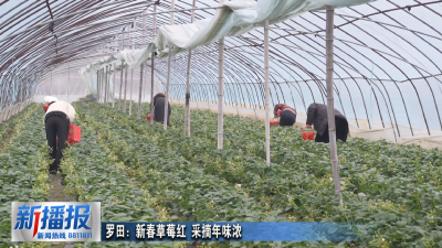 罗田：新春草莓红 采摘年味浓