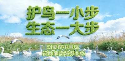 护鸟行动，生态黄冈，邀您同行！