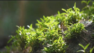 数说黄冈“十四五”｜ 全省第一 黄冈中药材种植面积和产量创历史新高