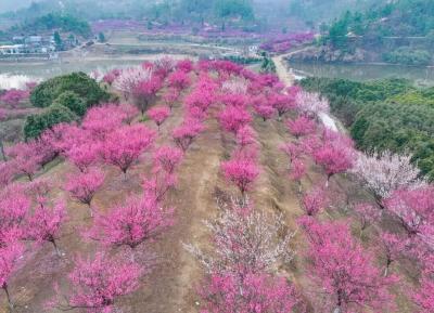 2月5日 早！黄冈 |我市10家拥军酒店签约授牌 ◆央视春晚发布主持人阵容