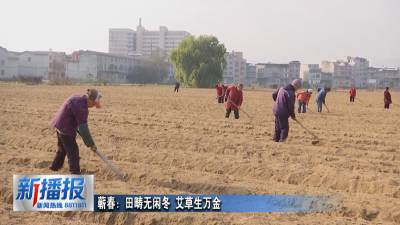 蕲春：田畴无闲冬 艾草生万金