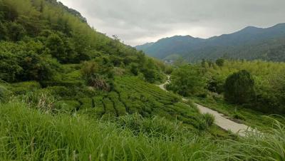 鄂皖中轴线的创业坚守 ——大别山“驿道猪倌”的融圈故事