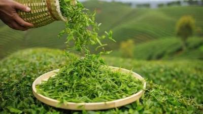 我国力争到2030年茶全产业链规模达1.5万亿元