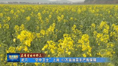 在希望的田野上｜ 武穴：“空中卫士”上岗43万亩油菜丰产有保障
