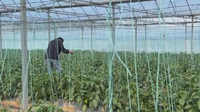 在希望的田野上｜ 浠水：大棚里的科技春耕