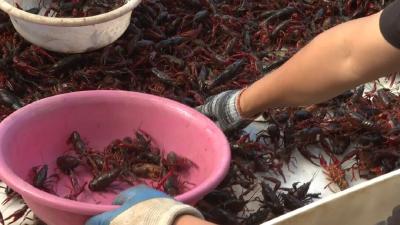 小龙虾四季有苗繁育技术取得重大突破