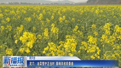 一年之计在于春｜武穴：油菜管护正当时 奏响丰收前奏曲
