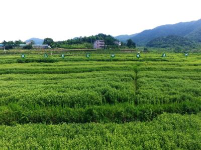 漕河镇黄厂村实干笃行拓启振兴新篇——项目落地生金 资源盘活富民