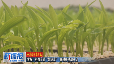 一年之计在于春︳黄梅：科技育苗“加速度” 春耕备耕劲头足