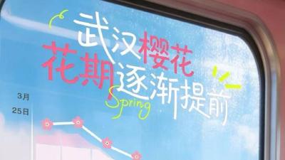 权威预报！2026武汉樱花最美时间定了