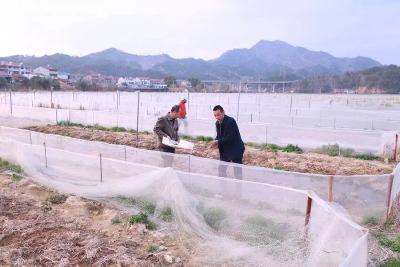 英山稻蛙基地试种赤松茸成功