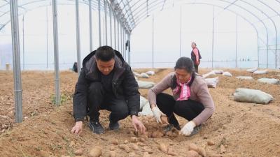 在希望的田野上｜ 红安：科技育苗早 红薯效益高