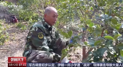 两天两登央视！这个植树节，麻城用“生态绿”亮相全国