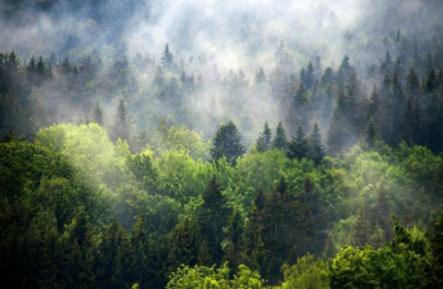 罗田执“绿”笔勾勒大别山绿美新景——  守生态底色 让山水“生金”