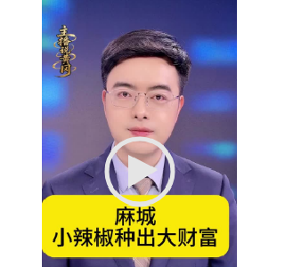 麻城 小辣椒种出大财富