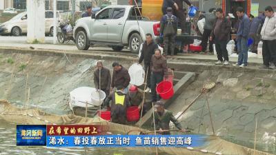 在希望的田野上｜ 浠水：春投春放正当时 鱼苗销售迎高峰