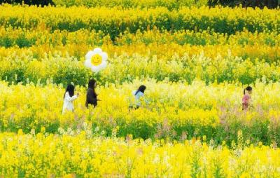 同样是晚播油菜，差距为啥这么大——襄阳百余种粮大户蹲田看苗学妙招