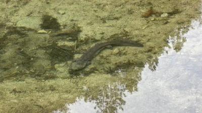 水沟里来了位“特殊客人”，路边又遇迷路孔雀……  红安民警接力守护野生保护动物