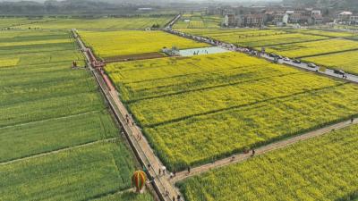 花漾黄冈｜ 武穴：油菜花海醉春风 乡村美景引客来