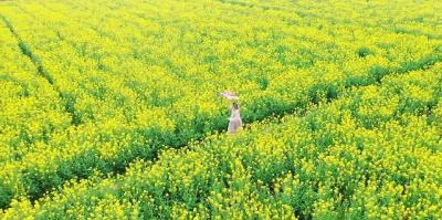 花粉过敏的“元凶”是鲜花吗？