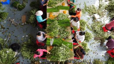 千年药香飘新韵  ——黄冈加快国家中医药传承创新发展试验区建设
