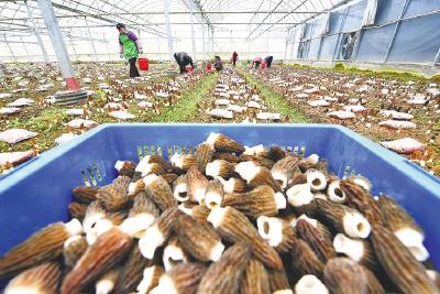 浠水羊肚菌喜迎丰收