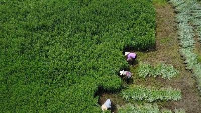 罗田农商行以“红链融”赋能产业链  授信4亿元“贷”动中药材产业发展