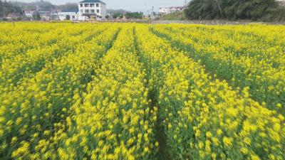花漾黄冈｜ 英山：花海引客来 庭院富农家