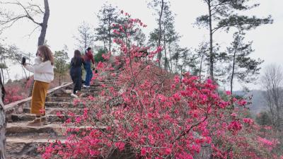花漾黄冈｜ 以花为媒 激活赏花经济