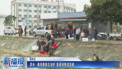 一年之计在于春｜浠水：春投春放正当时 鱼苗销售迎高峰
