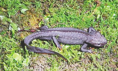 湖北发现两栖类新物种正式命名“五峰疣螈”