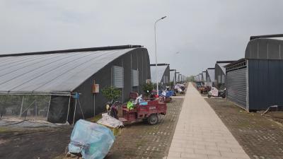 黄州齐农：蓝莓大丰收  小浆果变身“致富果”