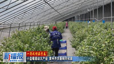 一年之计在于春︳小蓝莓撬动大产业 黄州齐农奏响丰收曲