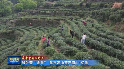 在希望的田野上丨 绿叶变“金叶” 我市高山茶产值6.1亿元