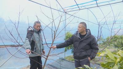 在希望的田野上丨 居强：敢试敢闯的种植“领头雁”