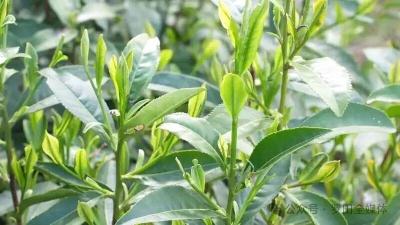 “一片叶子”聚链成势闯世界 ——全市茶产业链建设工作现场推进会侧记