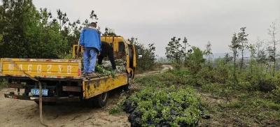 红安县新桥村筑牢生态底色打造“绿色银行”